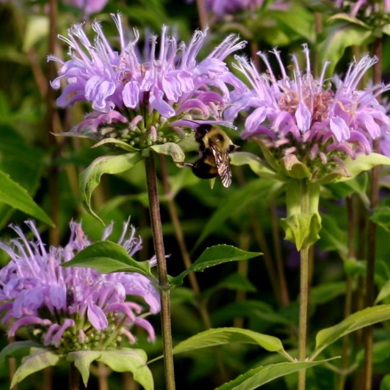 Wild Bergamot