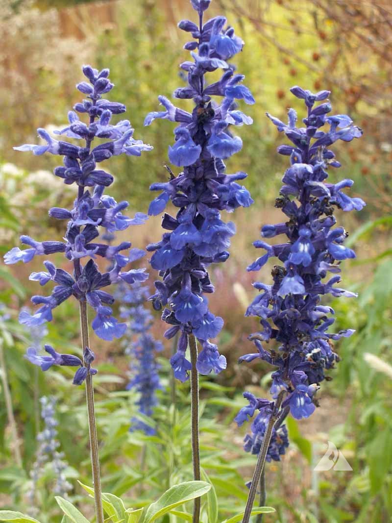 Blue Sage