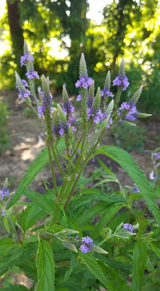 Blue Vervain