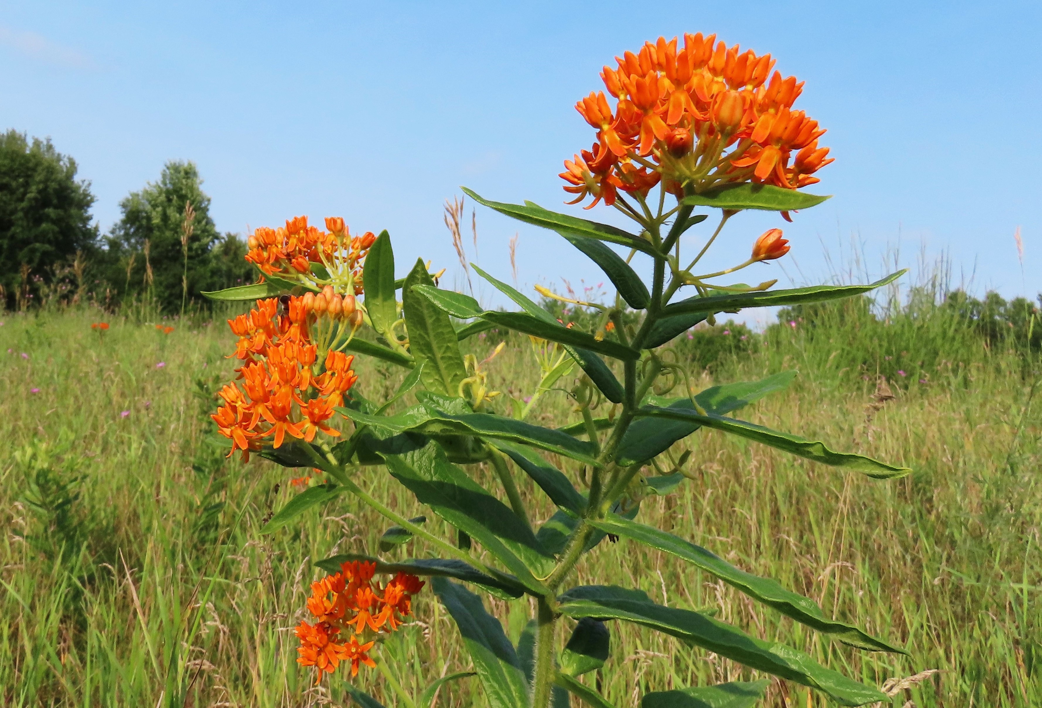 Butterfly Weed