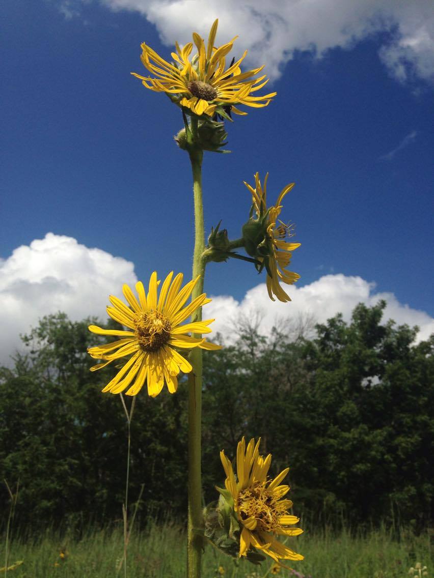 Compass Plant