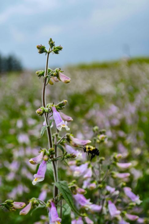 Hairy Beardtongue