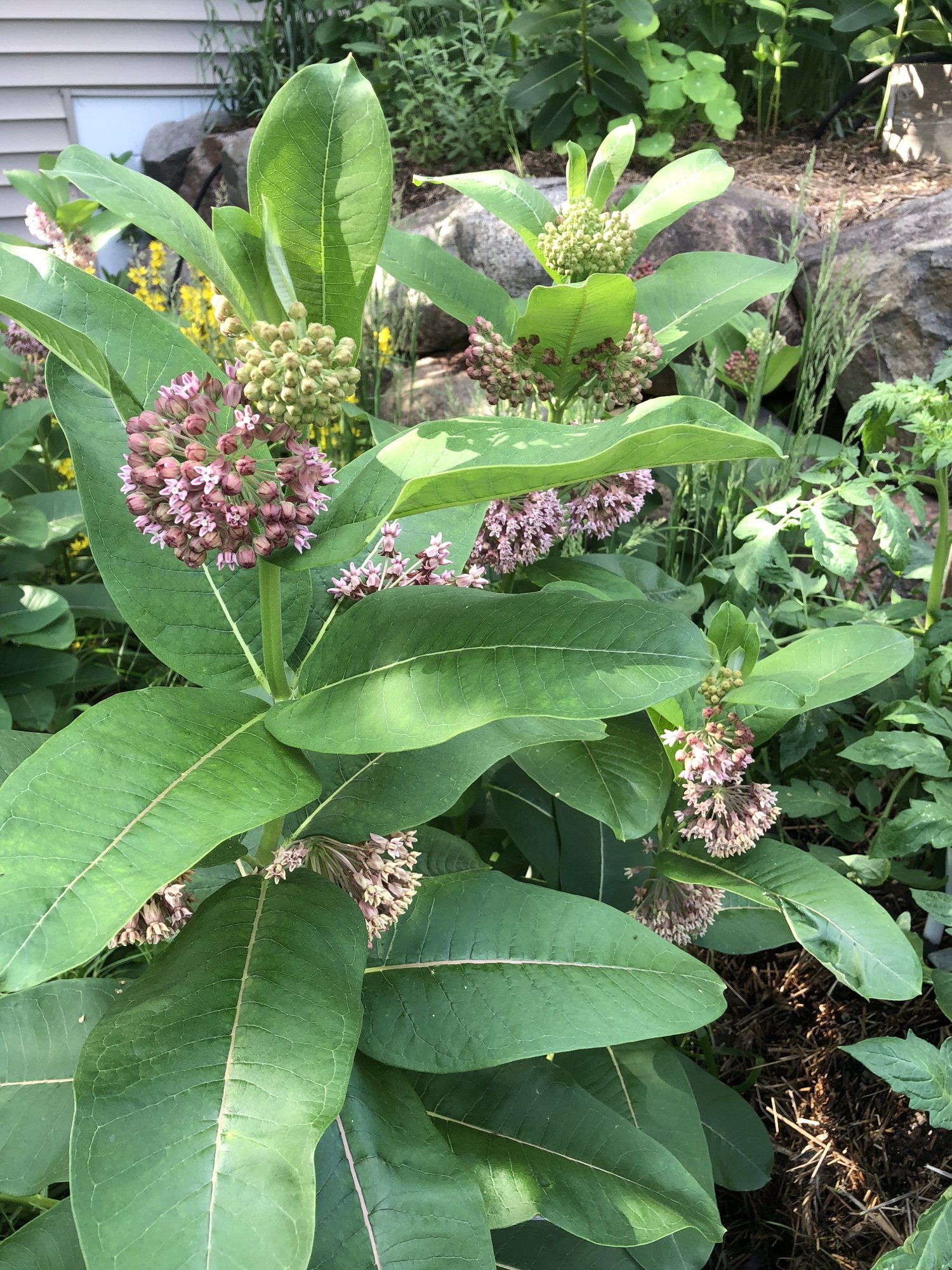 Common Milkweed