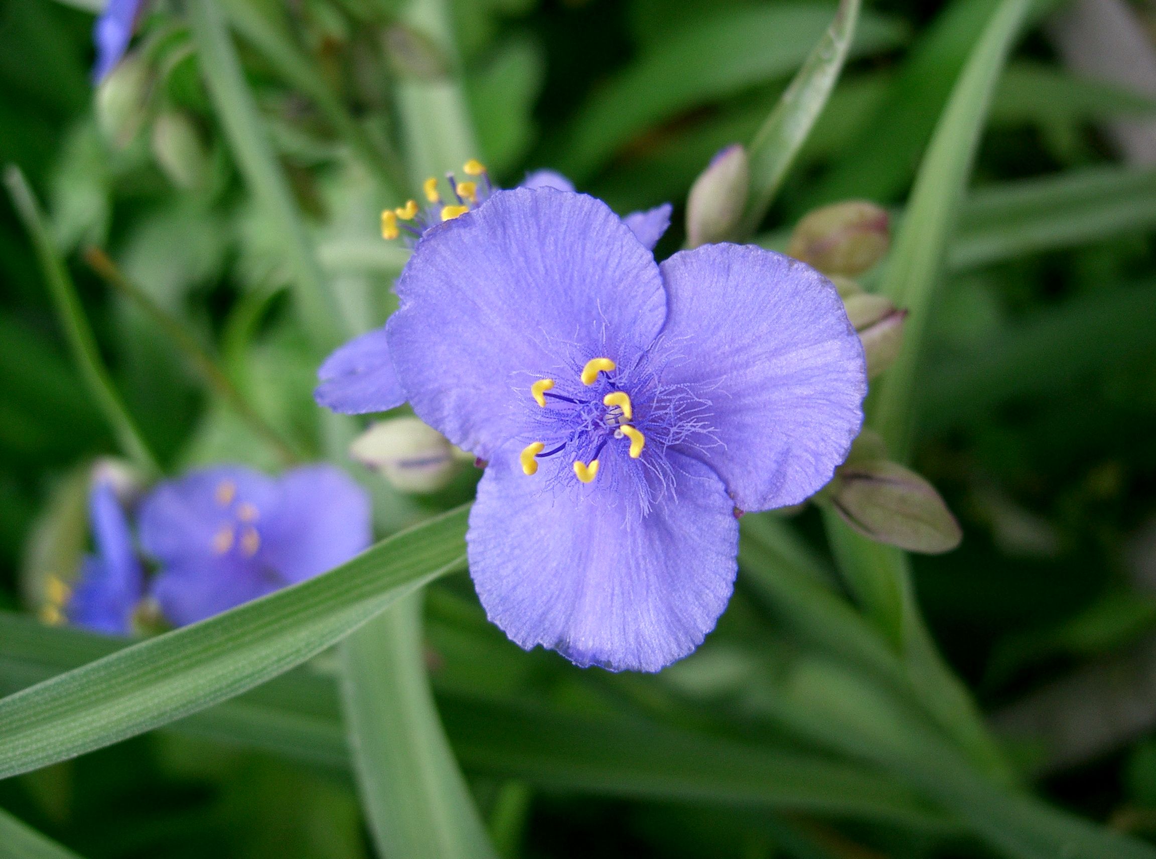 Ohio Spiderwort