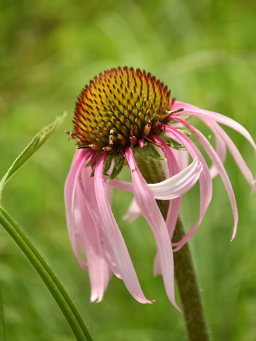 Pale Purple Coneflower