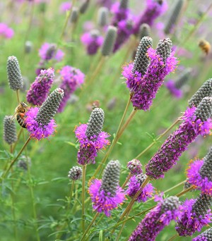 Purple Prairie Clover