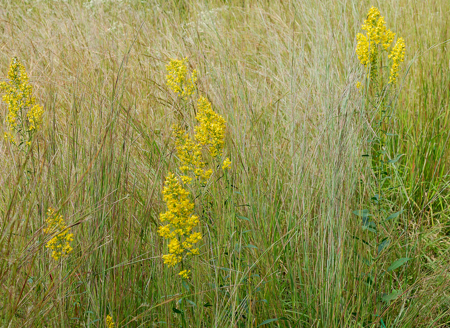 Showy Goldenrod
