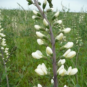White Wild Indigo
